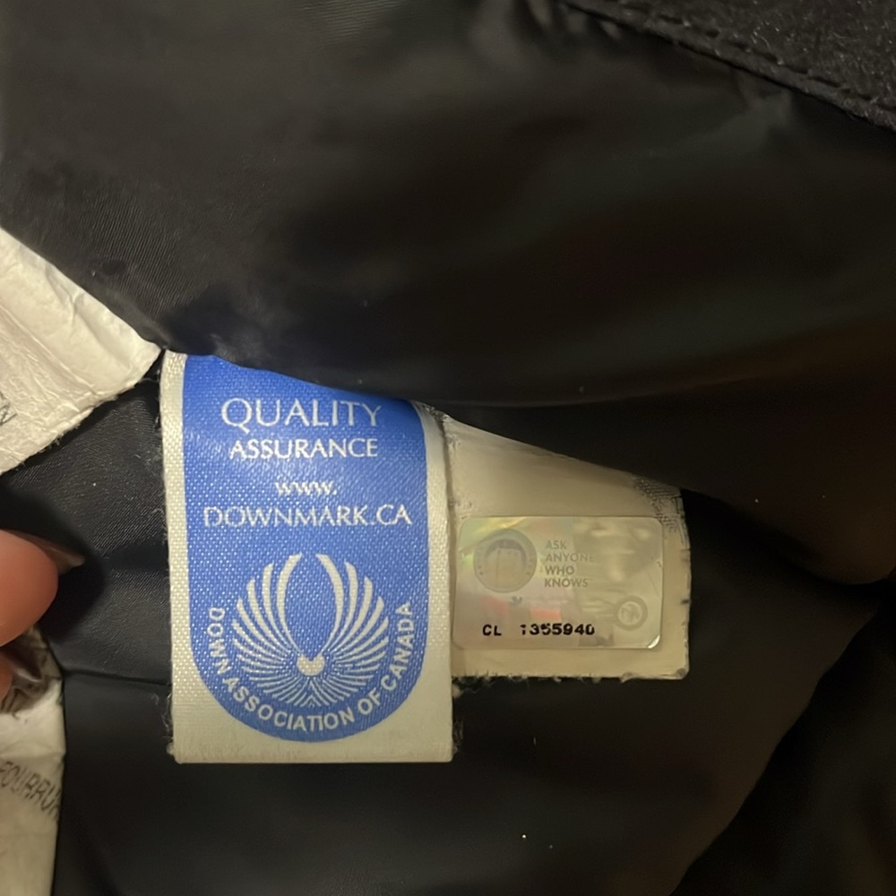 Canada goose - Picture 4 of 9